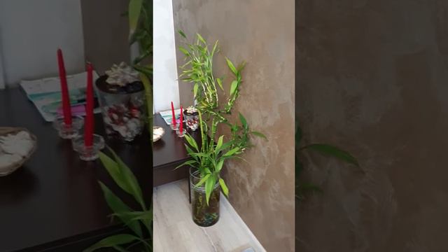 Цветы дома смотреть онлайн
