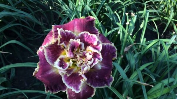 Лилейник FLASH OF MISCHIEF