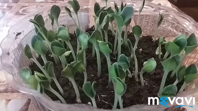 Выращиваем тыкву без затрат на семена!!!! смотреть онлайн