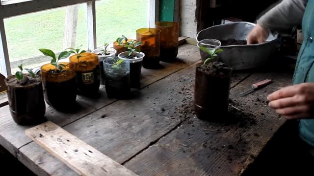 Как пересадить мандарин смотреть онлайн