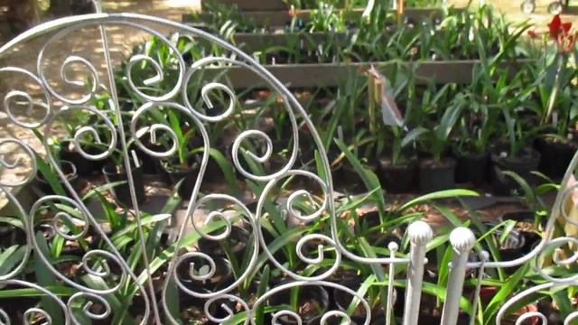 Amaryllis Hippeastrum Nymph and Aphrodite смотреть онлайн