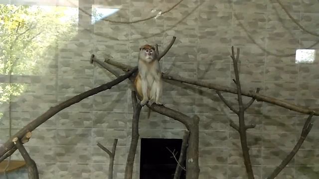 Владивостокский зоопарк Садгород.(38) смотреть онлайн