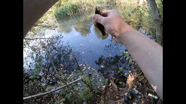 Дачный прудик, ротан на силикон смотреть онлайн