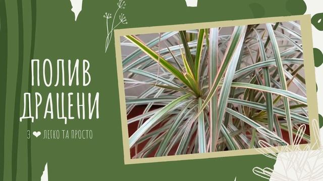 ДРАЦЕНА : як ДОГЛЯДАТИ ?? Чому жовтіє і сохне листя у ДРАЦЕНИ ?? смотреть онлайн