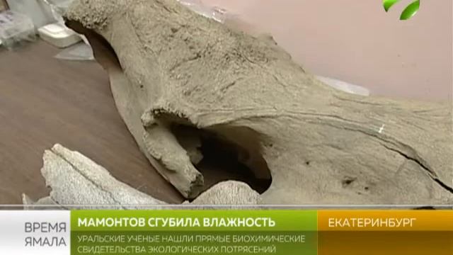 От чего вымерли мамонты? Уральские ученые нашли причину смотреть онлайн