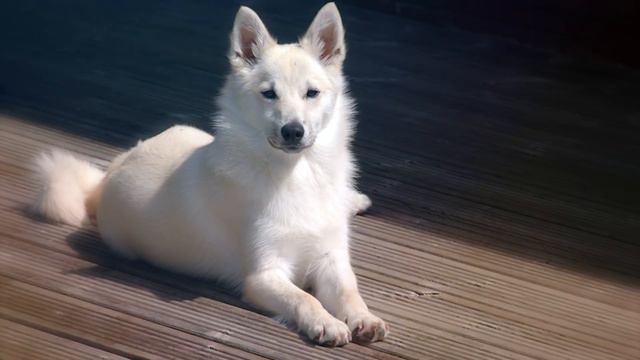 The 10 Most Unknown Spitz Dog Breeds смотреть онлайн