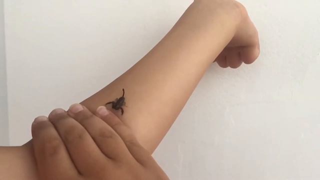 Скорпион Абхазии смотреть онлайн