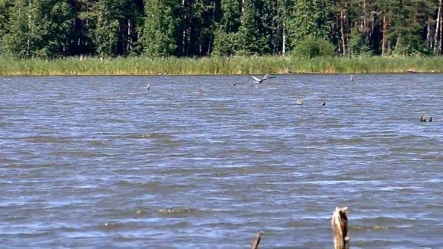 Полёт Цапли смотреть онлайн