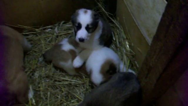 Щенки алабая САО Байры и Архана смотреть онлайн