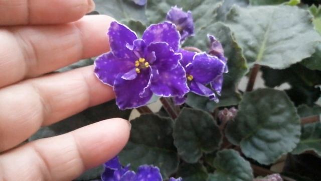 фиалки на окне. ??? смотреть онлайн