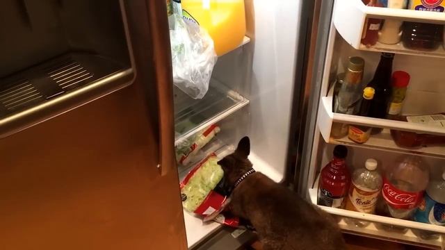 Every time I open the fridge door . . . смотреть онлайн