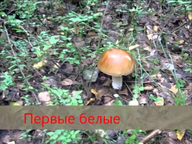 Первые грибы 2014 смотреть онлайн