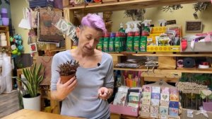 Пеперомия Гравеоленс - суккулентный сорт пеперомии | Сочная штучка