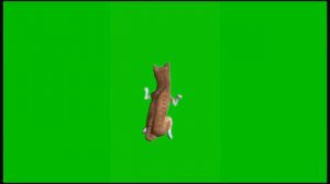 Футажи котики 🐈