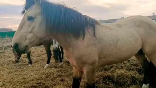 Клип «ничего святого» Лошади из группы « Последний шанс на жизнь» смотреть онлайн