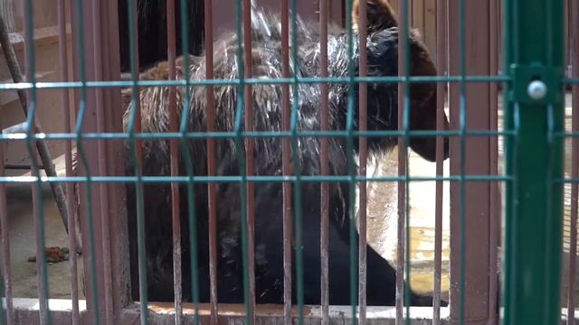 В благовещенском зоопарке купают животных, спасая их от невыносимой жары смотреть онлайн