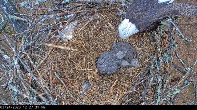 Dale Hollow Eagle Camera 24.03.2023 12:20 смотреть онлайн
