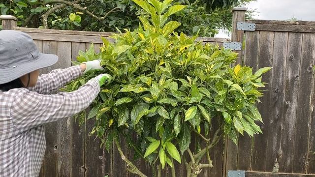 Aucuba Japonica "Gold Dust Plant", Annual Maintenance Prune - August смотреть онлайн