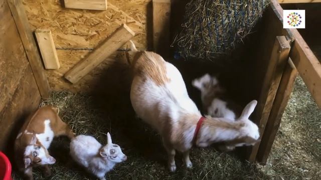 11 Домашние животные смотреть онлайн