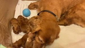Первый день после родов... Щенки Английского кокер-спаниеля - The first day after giving birth…