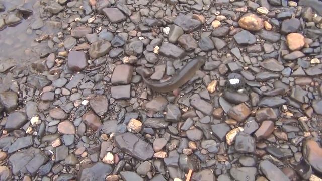 Рыбалка 2018 на рыбу ленок Тайга Обманка на ленка Охота Рыбалка Поход в лес Ловля ленка Природа 1 смотреть онлайн