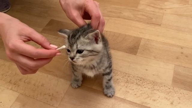 Как спокойно протереть глазки маленькому котёнку. смотреть онлайн