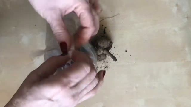 Как размножить георгины весной смотреть онлайн