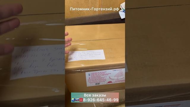 Лучшая отправка гортензий в Стране!!! От Питомник-Гортензий.рф смотреть онлайн