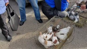 10.03.18 Выставка голубей  Пятигорск часть вторая. Exhibition pigeons Pyatigorsk part two.