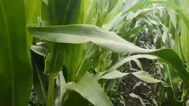 Кукуруза на 05 07 21 осмотр смотреть онлайн