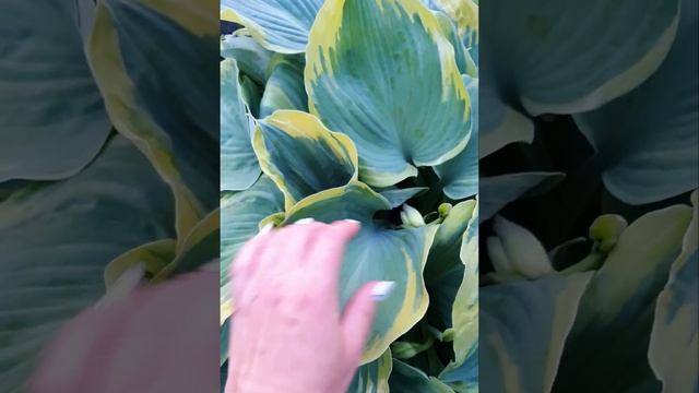 Хоста Эс Энжел(северный ангел) смотреть онлайн