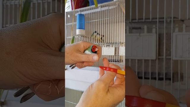 Как подстричь искривленный клюв у амадины гульда. смотреть онлайн