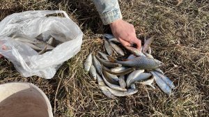 ЛОВЛЯ УКЛЕЙКИ ВЕСНОЙ / Поплавочная ловля уклейки / Открытие сезона 2023