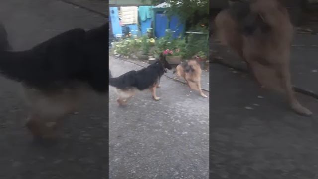 Вязка немецких овчарок.Щенки родились 25.10.22.Готовятся к продаже.8-953-923-16-18. смотреть онлайн