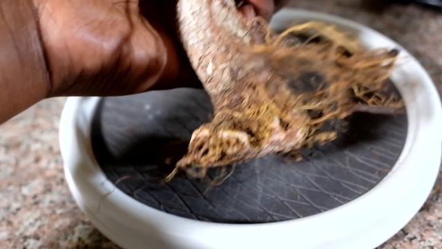 Tiger Bark Ficus microcarpa retusa indoor bonsai, repot and prune - May 2017 смотреть онлайн