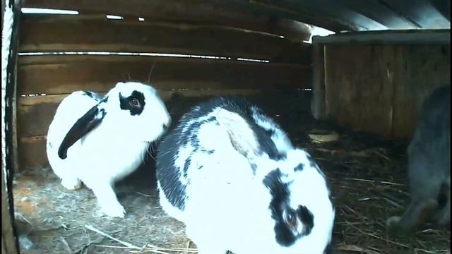 Деревенские будни//Хочу поставить аккумулятор на Мтз-80//Свадьба по индюшинному! смотреть онлайн