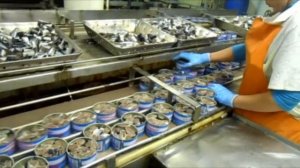 Как делают рыбные консервы в море.РАБОТА НА САЙРЕ..mp4