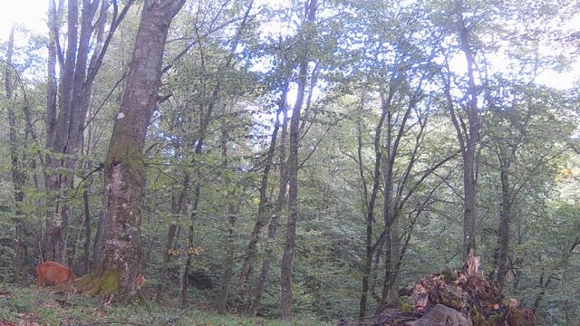 Новости с солонца. Два козла разворотили солонец.