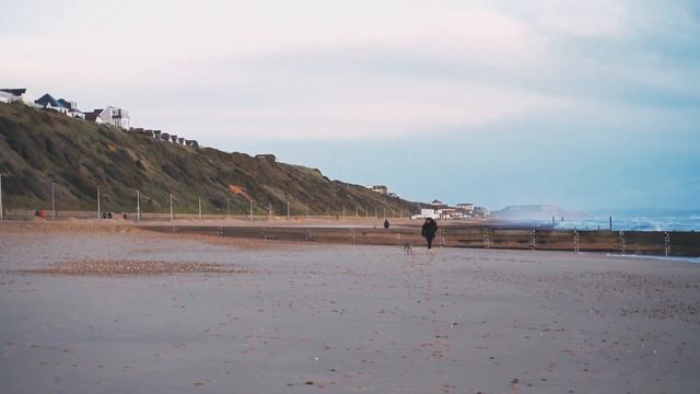 Whippet Full Speed On The Beach смотреть онлайн