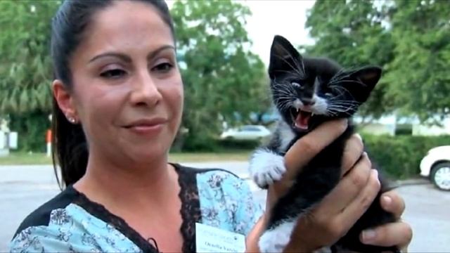 В разгар дня кто то выбросил котенка на дорогу , но два мужчины успели спасти его из под колёс смотреть онлайн