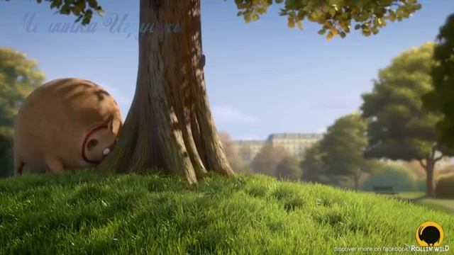 Круглые звери смотреть онлайн