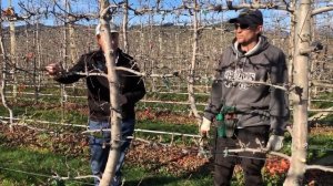 Интенсивный сад на шпалере (Ходис Фрут, Новая Зеландия)