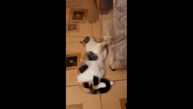 Ну очень ласковая кошка смотреть онлайн