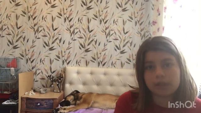 Моё первое видео/ приют Некрасовка/ собаки