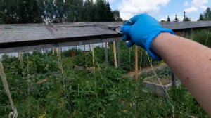 Пасынкование высокорослых томатов.