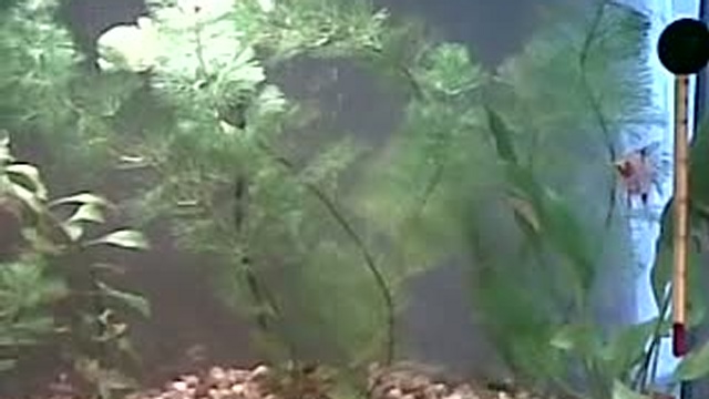 Мой аква смотреть онлайн