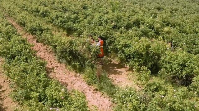 Rosa Damascena Harvesting смотреть онлайн