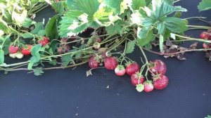 КАМА супер ранний сорт клубники.