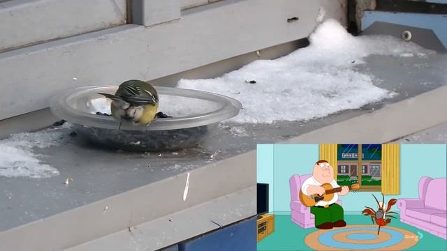 ПТИЦА СИНИЦА.  ПИТЕР ГРИФФИН. PITER GRIFFIN. SURFIN BIRD. FAMILY GUY