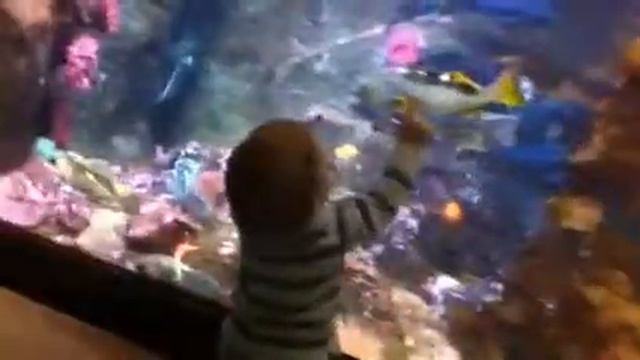 Liam at the aquarium смотреть онлайн